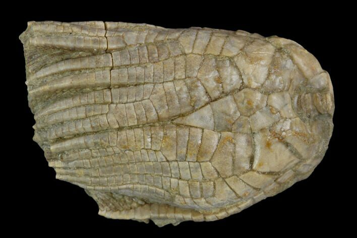 Fossil Crinoid (Zeacrinites) - Alabama #122383